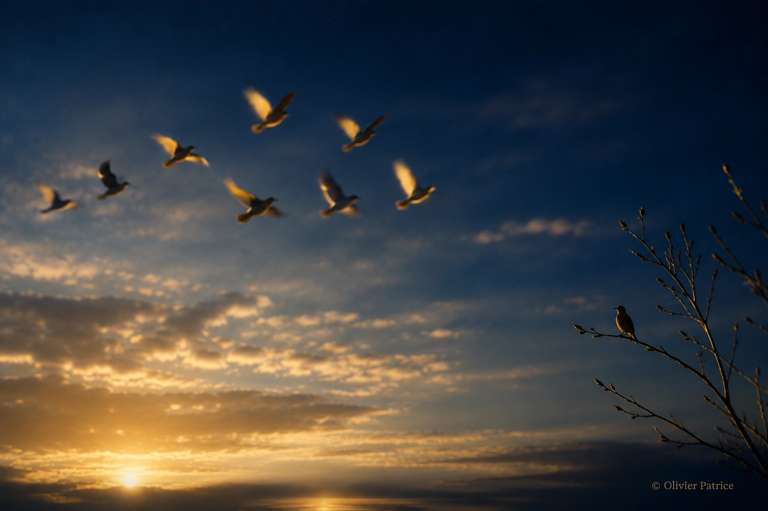 Voir souvent des oiseaux comme signe ou intuition